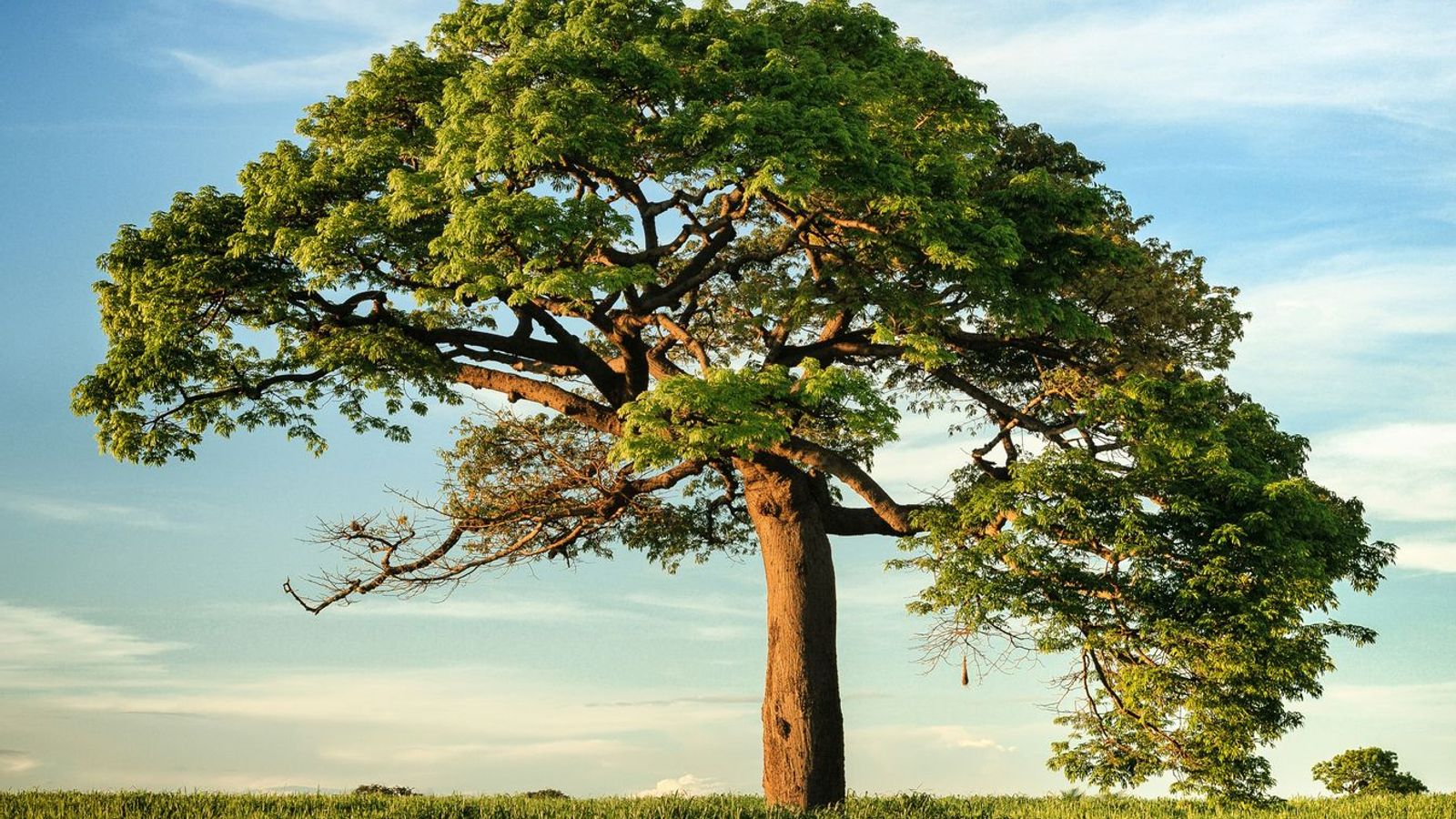 Tree Growth